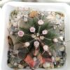 Gymnocalycium mihanovichii Tree