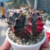 Gymnocalycium mihanovichii Tree
