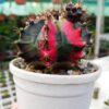 Gymnocalycium mihanovichii Tree