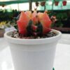 Gymnocalycium mihanovichii