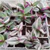 Tradescantia Nanouk Live Plant for Indoor - Image 3