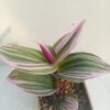 Tradescantia Nanouk Live Plant for Indoor - Image 2
