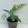 Rabbit's Foot Fern