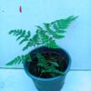 Rabbit's Foot Fern - Image 2