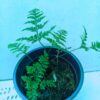 Rabbit's Foot Fern - Image 3
