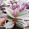 Tradescantia Nanouk Live Plant for Indoor